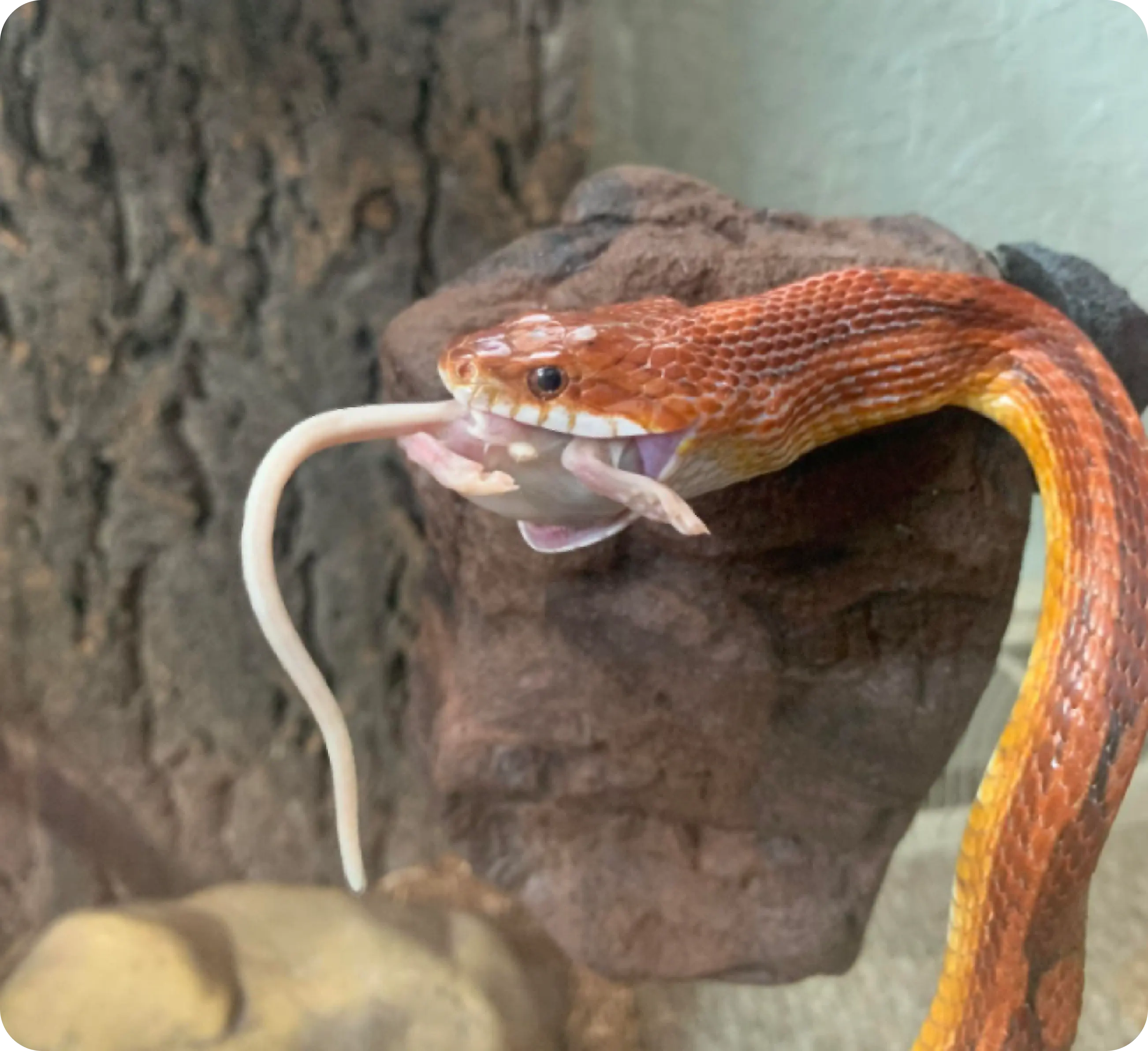 The time I lost my friend's snake 🫢🐍